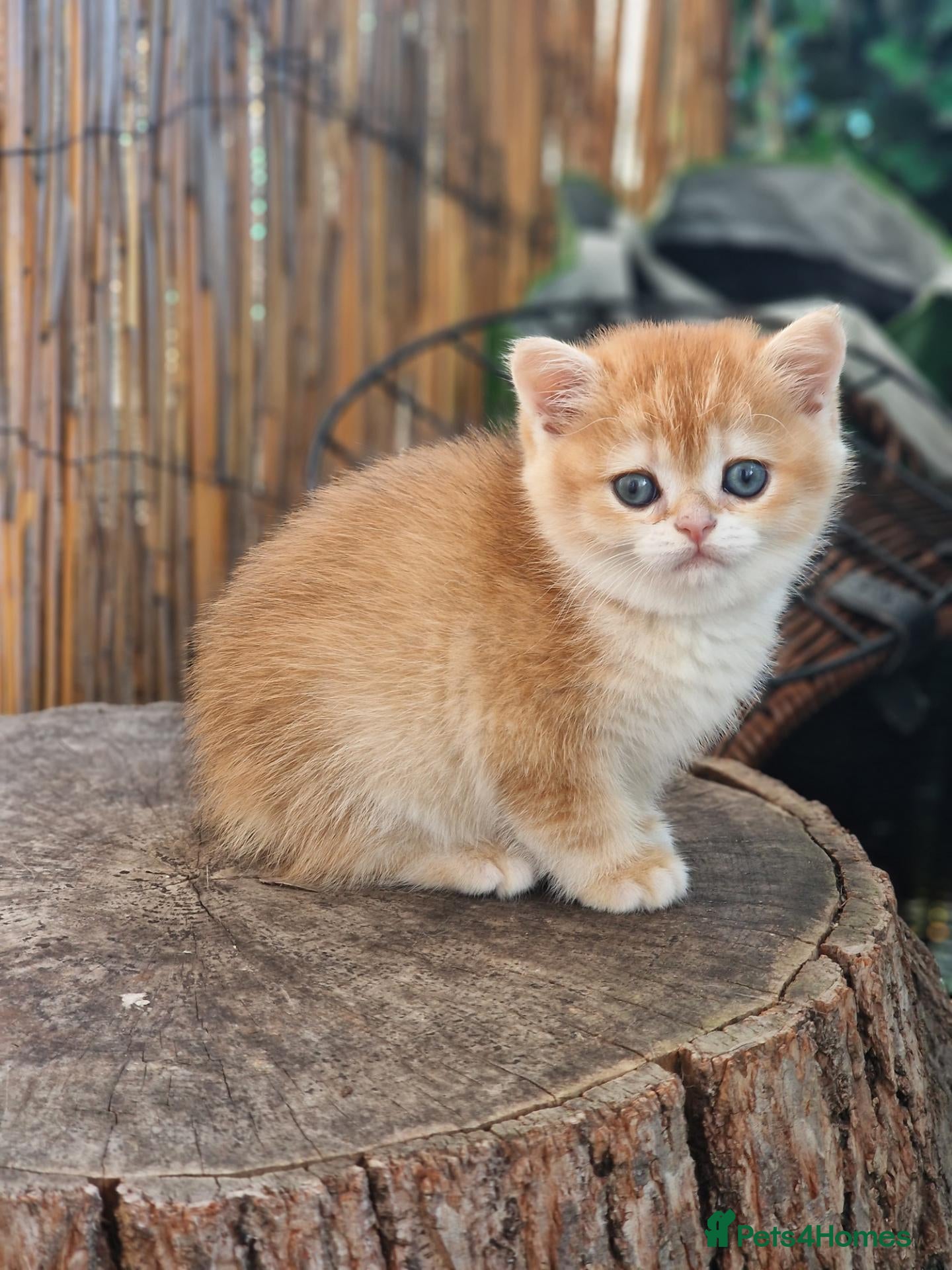 British Shorthair cats Pedigree BSH Kitten Boy  - Advert 1