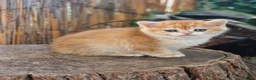 British Shorthair cats for sale: Pedigree BSH Kitten Boy  - Advert 1