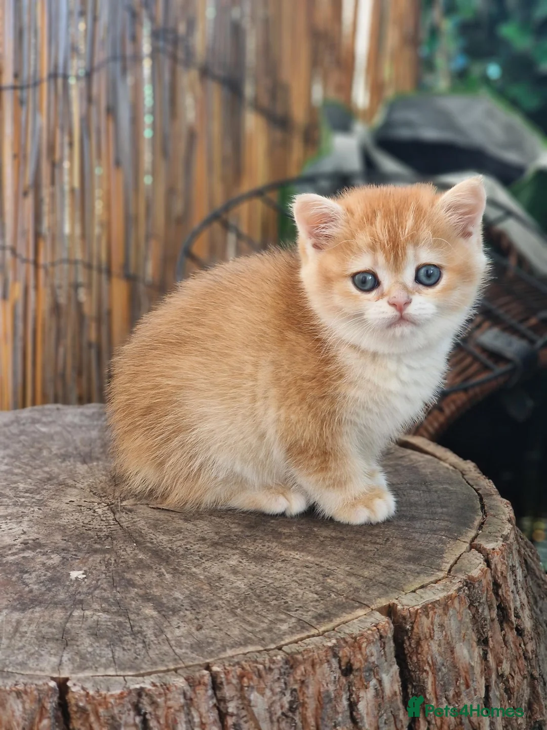British Shorthair cats for sale: Pedigree BSH Kitten Boy  - Advert 1