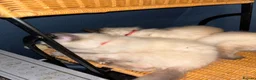 Ragdoll cats for sale: Ragdoll seal point/bluepoint - Advert 10
