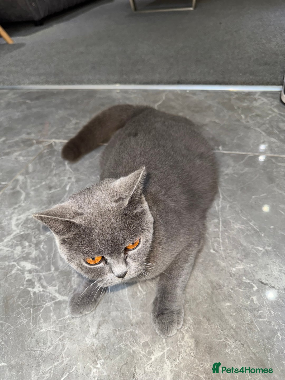 British Shorthair cats for sale: Female British shorthair - Image 2