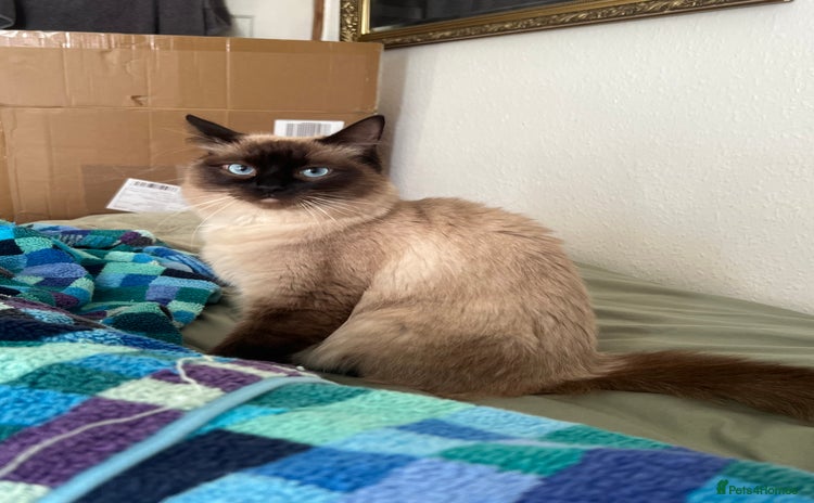Ragdoll cats - Advert 2