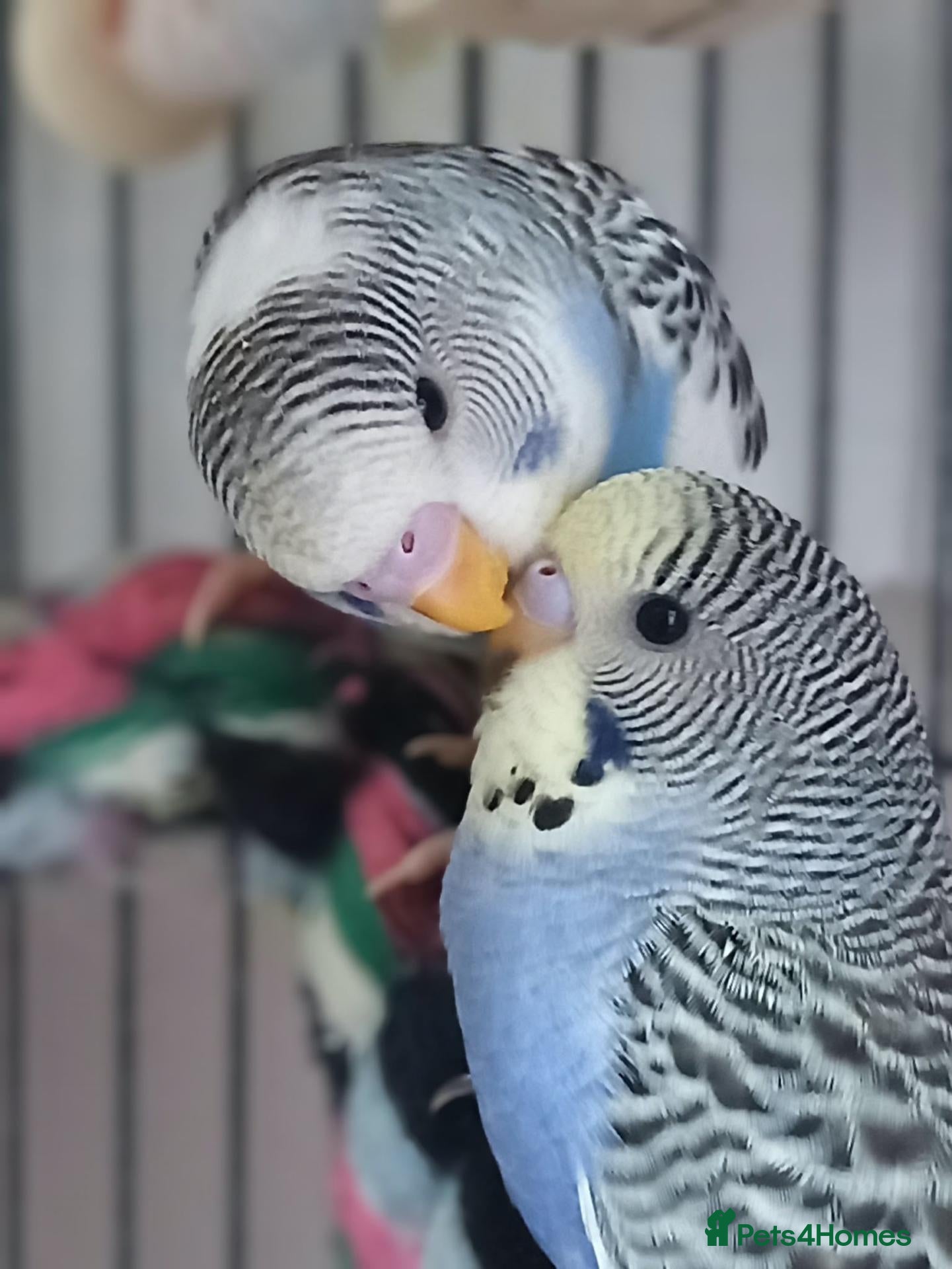 Budgerigars birds Outstanding pet baby budgies priced from £40 - Advert 1