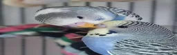 Budgerigars birds for sale: Outstanding pet baby budgies priced from £40 - Advert 1