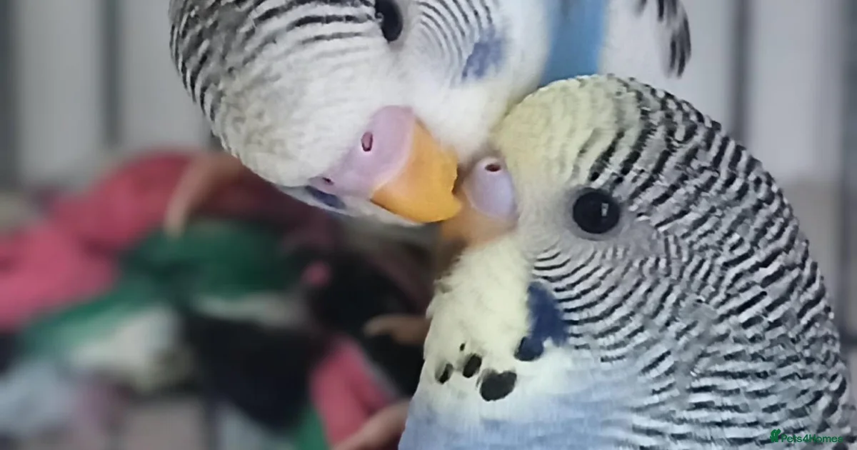Budgerigars Birds for sale in Merseyside | Pets4Homes