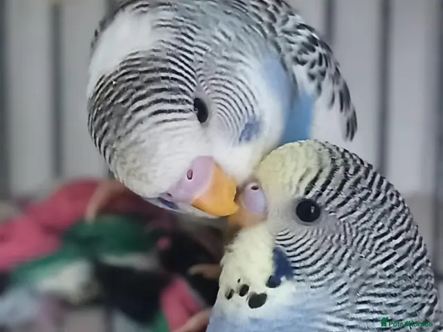 Budgerigars birds for sale: Outstanding pet baby budgies priced from £40 - Advert 1