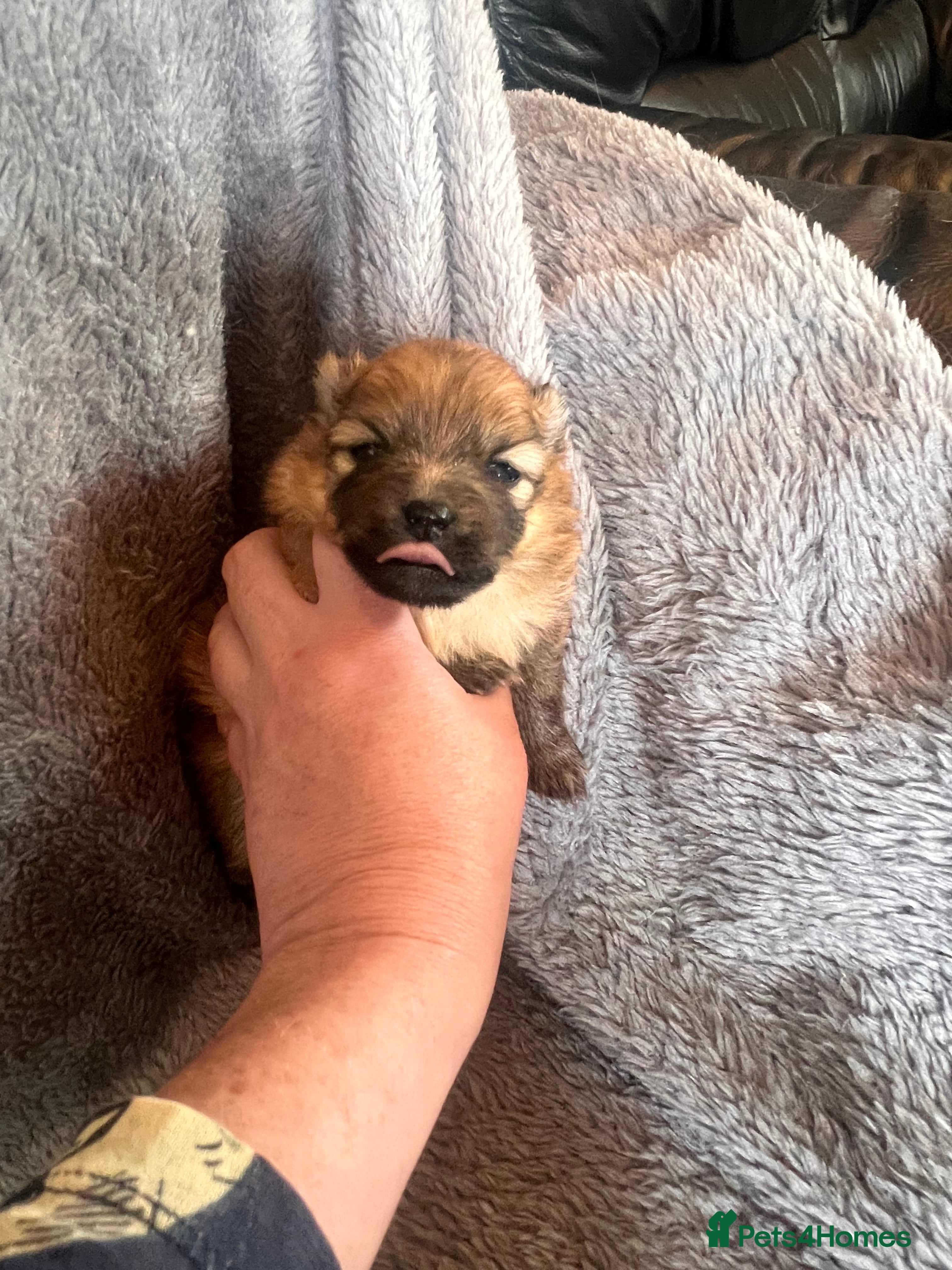 Pomeranian dogs for sale: Pomeranian Puppies  - Advert 10