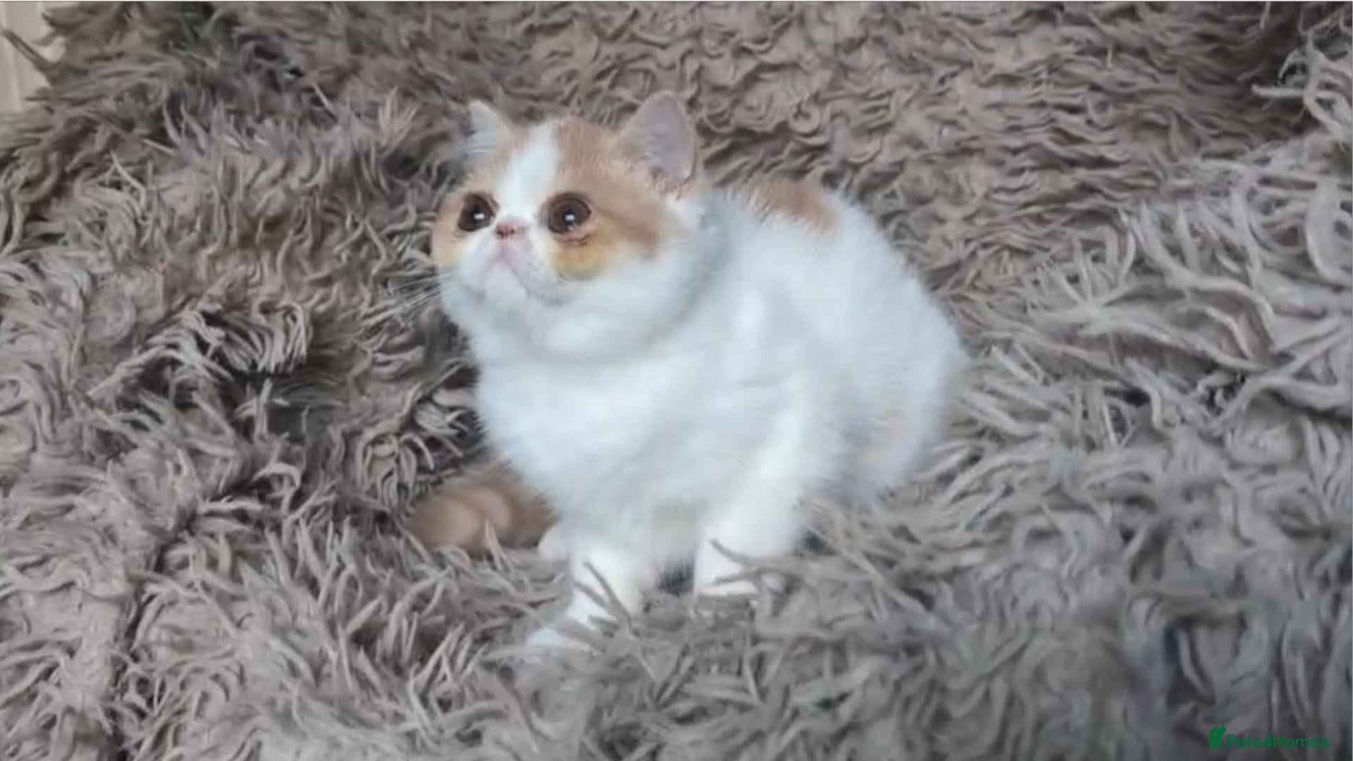 Persian cats Persian Kitten - Advert 1