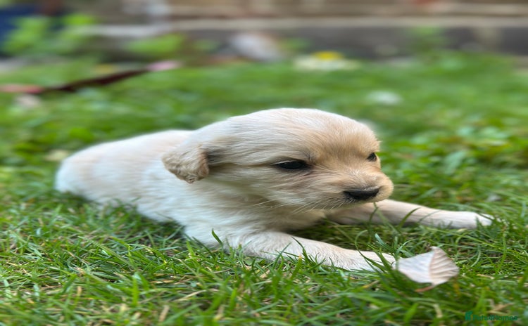 Mixed Breed dogs - Advert 1