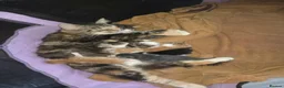 British Longhair cats for sale: Beautiful mix of kittens - Advert 12