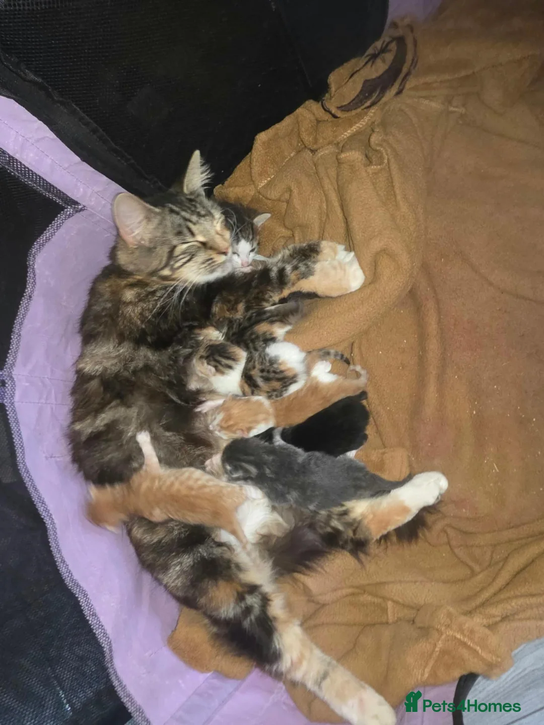 British Longhair cats for sale: Beautiful mix of kittens - Advert 12
