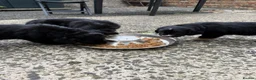 Mixed Breed dogs for sale: Border Collie x Golden Retriever pups for sale  in Glasgow - Advert 24