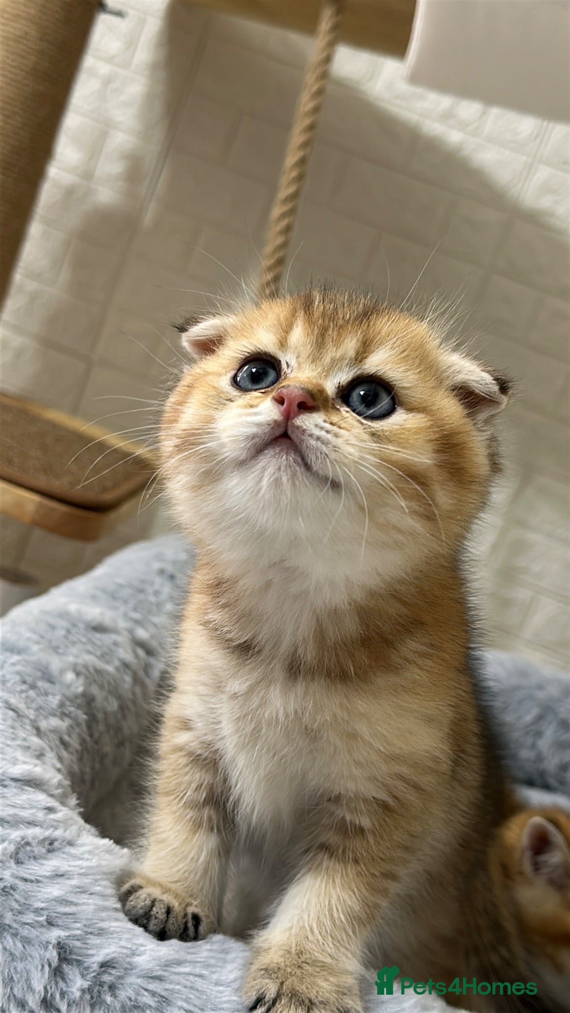 Scottish Fold cats     Beautiful Scottish Kittens  🥰 - Advert 14