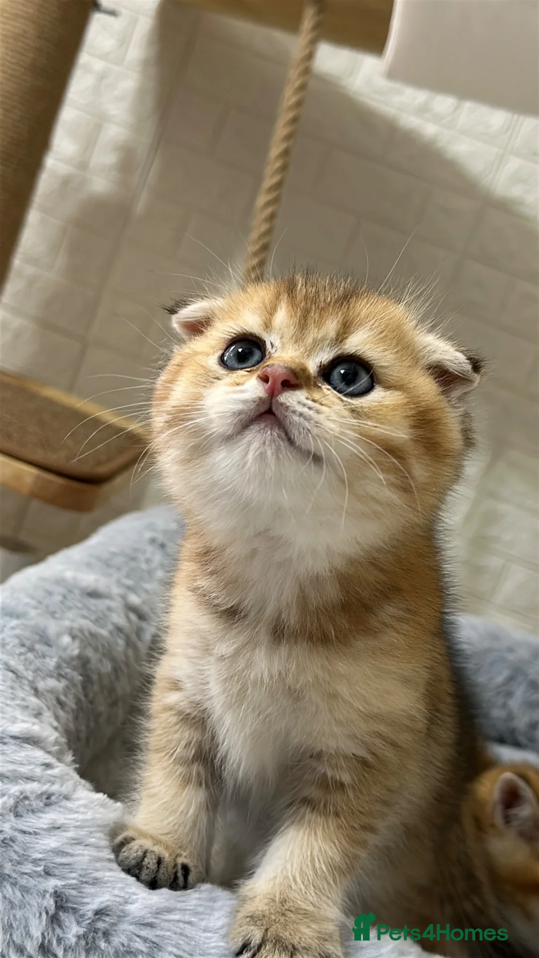 Scottish Fold cats for sale:     Little Golden Teddy Bear  Incredibly Sweet Boy - Advert 2