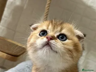 Scottish Fold cats Beautiful Scottish Kittens 🥰 - Advert 14
