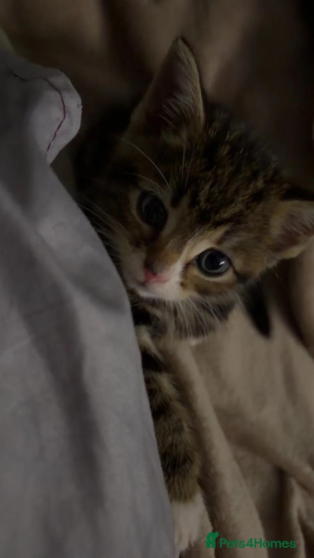 Mixed Breed cats for sale: 11 Week Male Kitten - Advert 2