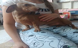 Miniature Dachshund dogs for sale: Minture dachshund puppies  - Image 13