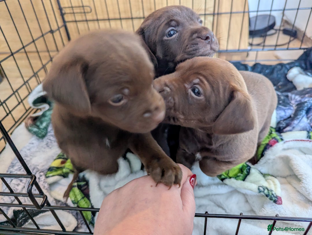 Mixed Breed dogs for sale: Mixed Breed - Advert 3