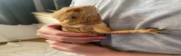 Bearded Dragon reptiles for sale: Friendly female bearded dragon aged 2 in Wilmslow - Advert 6