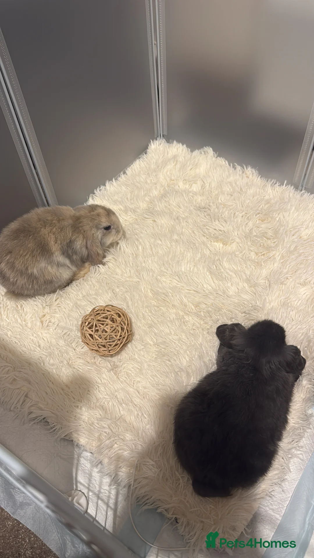 Mini Lop rabbits for sale: MINI LOP RABBITS FOR SALE - BONDED PAIR in Birmingham - Advert 2