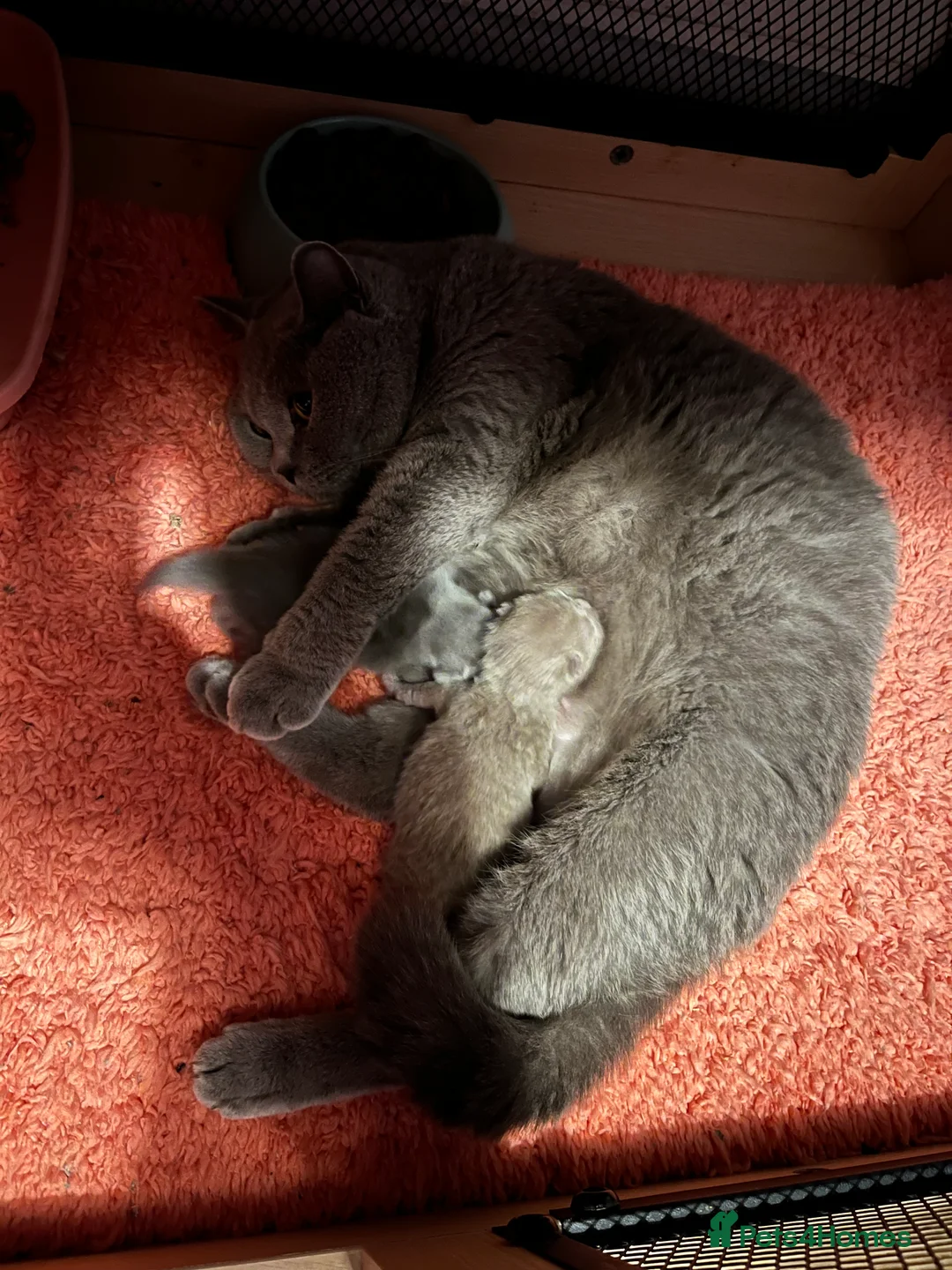 British Shorthair cats for sale: Beautiful 6 week old female bsh - Advert 11