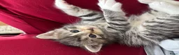 Mixed Breed cats for sale: 3 Mixed breed kittens in Enfield - Advert 2