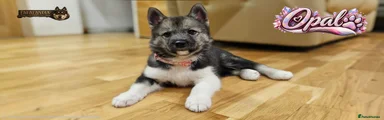 Pink Collar Girl