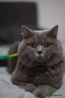 British Shorthair cats Active Reg.GCCF Quality Boy For STUD ONLY.CCTV24/7 in Manchester - Advert 9