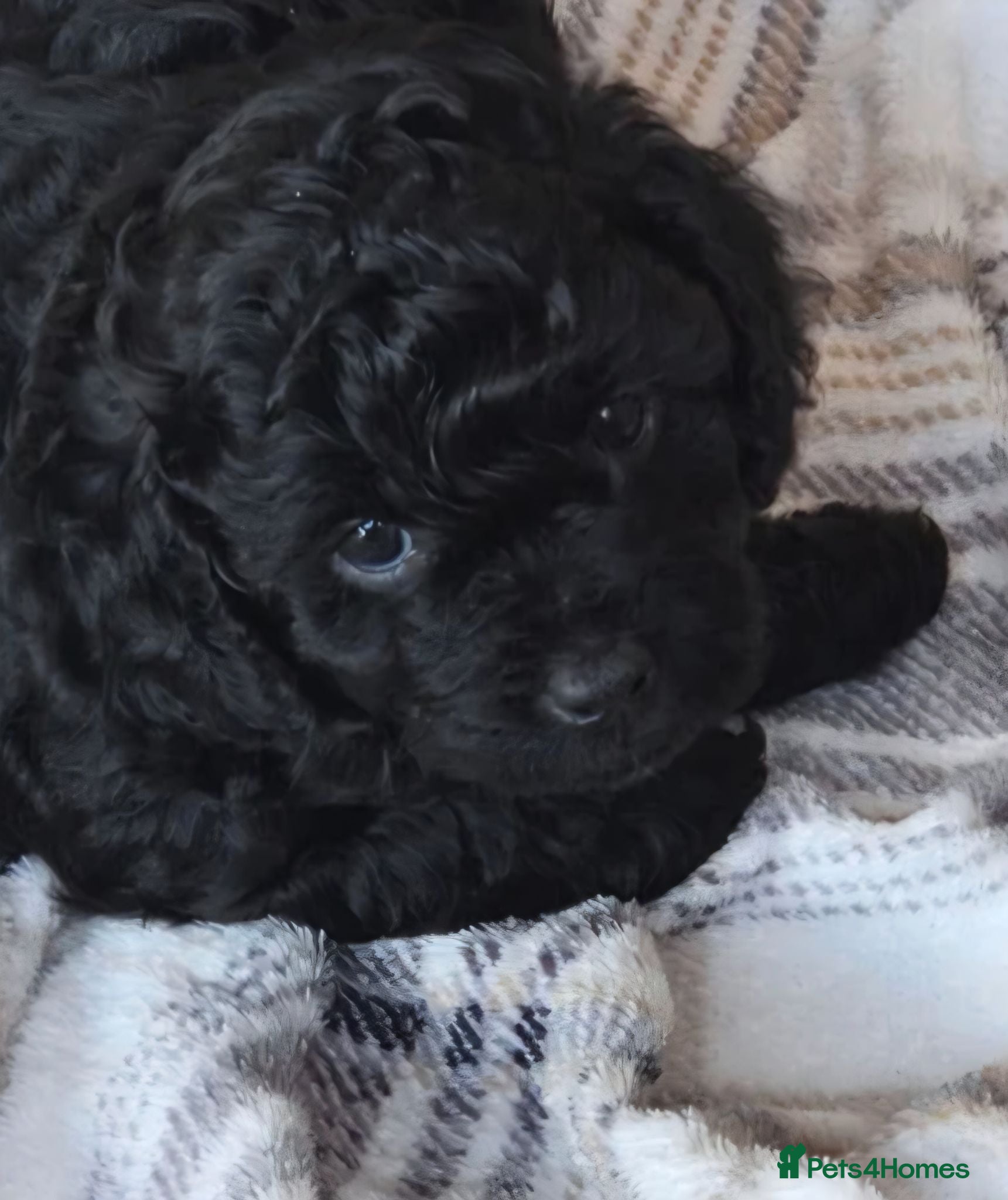 Cavapoo dogs Baby girl cavapoo ready to leave 15 july  - Advert 16