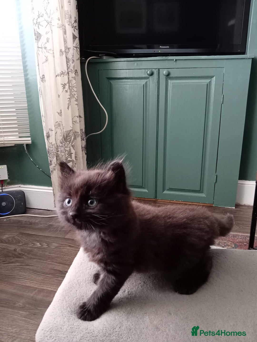 British Longhair cats for sale: 3 beautiful male kittens for sale - Image 2