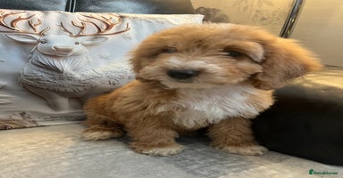 Cockapoo dogs Cockapoo puppies - DNA Health test clear  - Advert 1