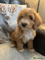 Cockapoo dogs Cockapoo puppies - DNA Health test clear - Advert 1