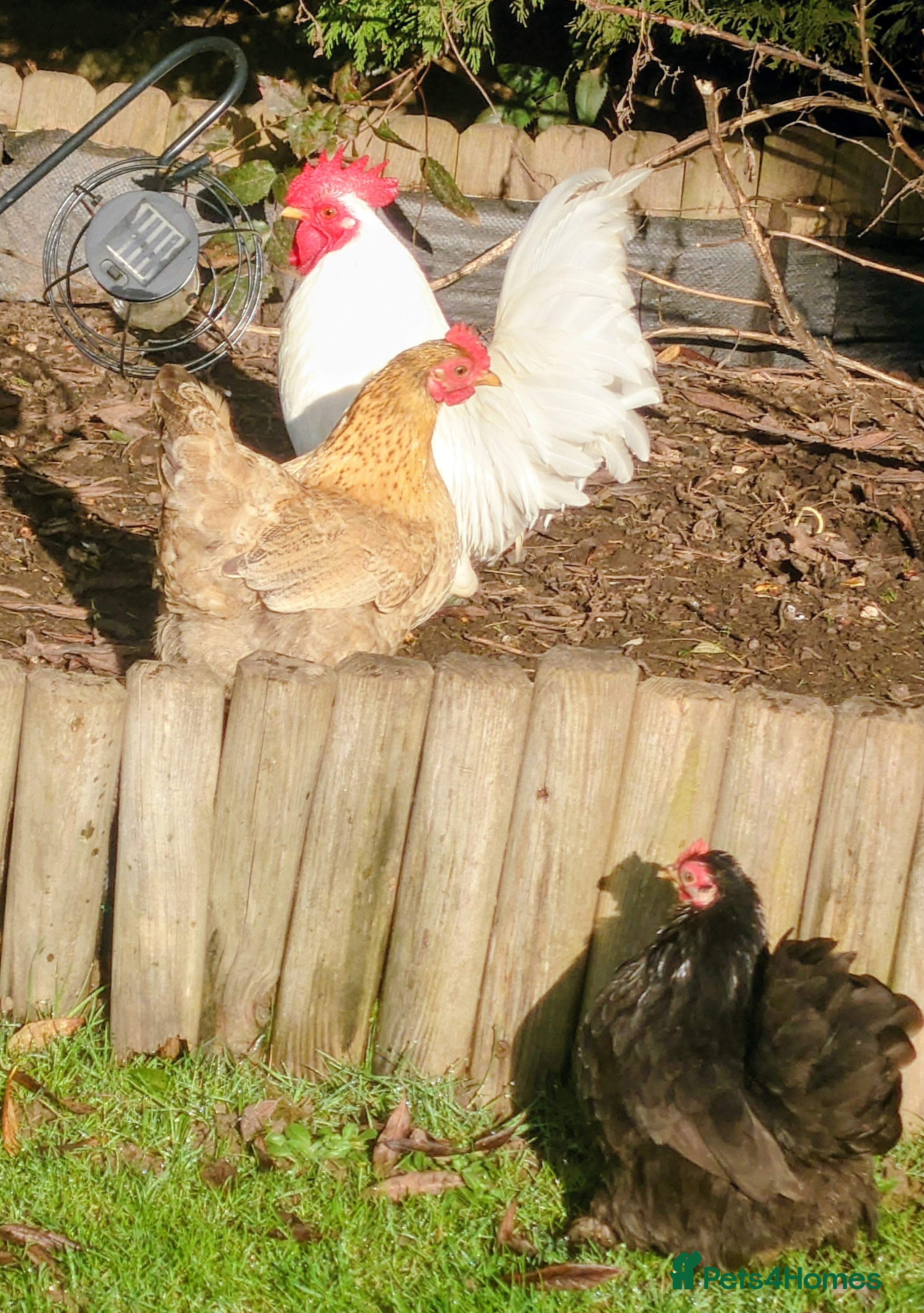 Chickens poultry PEKIN BANTAM FLOCK FOR REHOMING - Advert 2