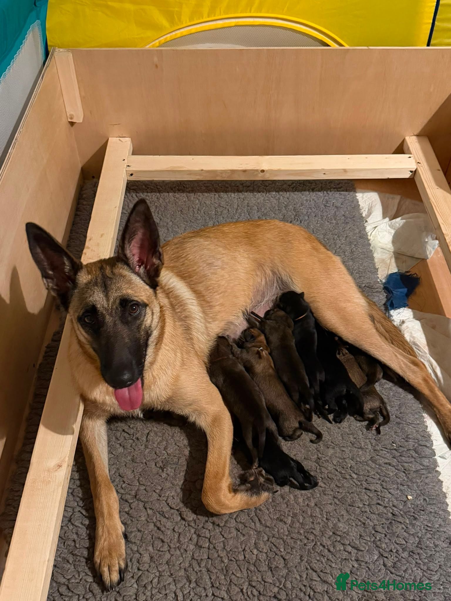 Belgian Shepherd Dog dogs Belgian Shephard Puppies - Advert 13