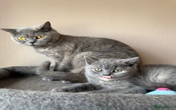 British Shorthair cats for sale: Pedigree BSH Last Female kitten ready to go!! - Image 3