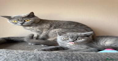 British Shorthair cats - Advert 15