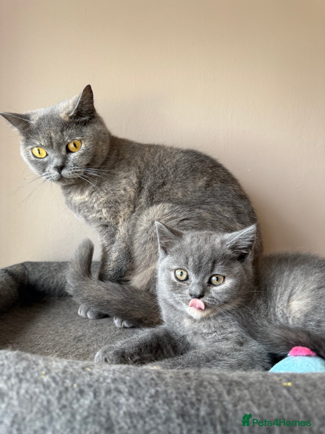 British Shorthair cats for sale: Pedigree BSH Last Female kitten ready to go!! - Image 3