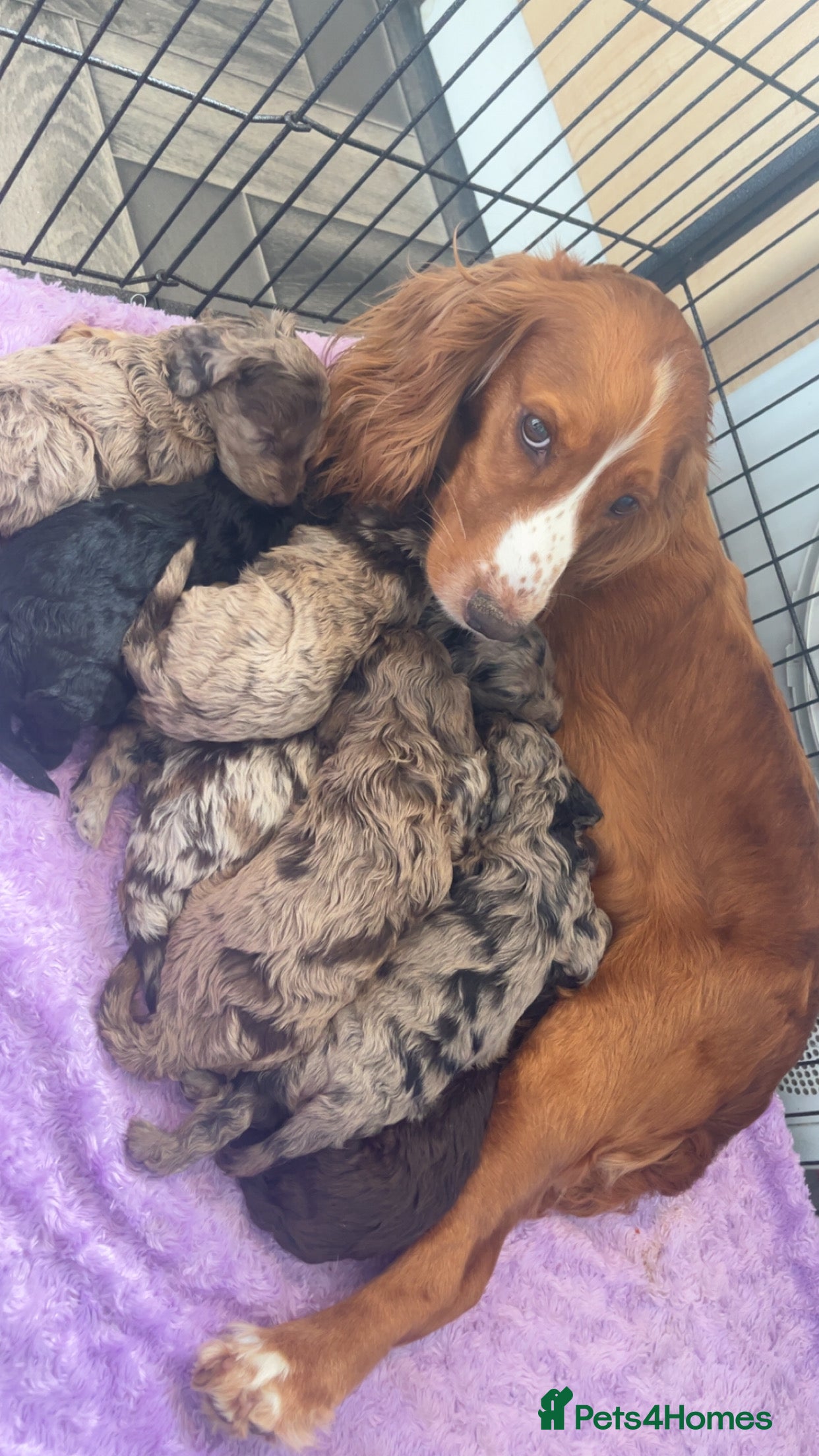 Cockapoo dogs Quality F1 pups in the west mids beautiful pups - Advert 2
