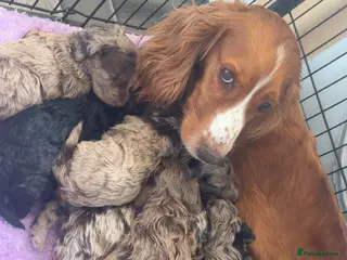 Cockapoo dogs Quality F1 best in the west mids beautiful pups - Advert 1