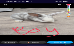 Mini Lop rabbits for sale: Mini loop bunnies  - Image 2