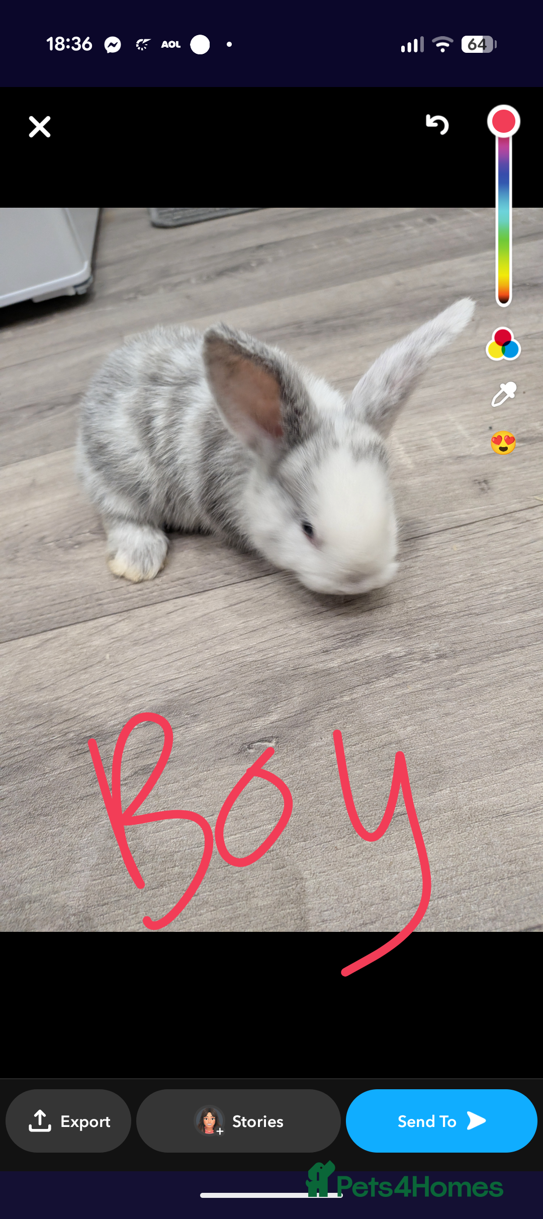 Mini Lop rabbits for sale: Mini loop bunnies  - Image 2