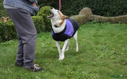 Mixed Breed dogs for adoption: 💖🐶 ALAYA 🐶💖 - Image 37