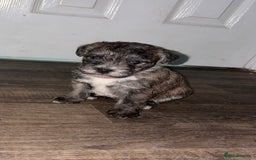 Mixed Breed dogs for sale:  Adorable Cairnoodle Cross Puppies, ready soon!  - Image 10