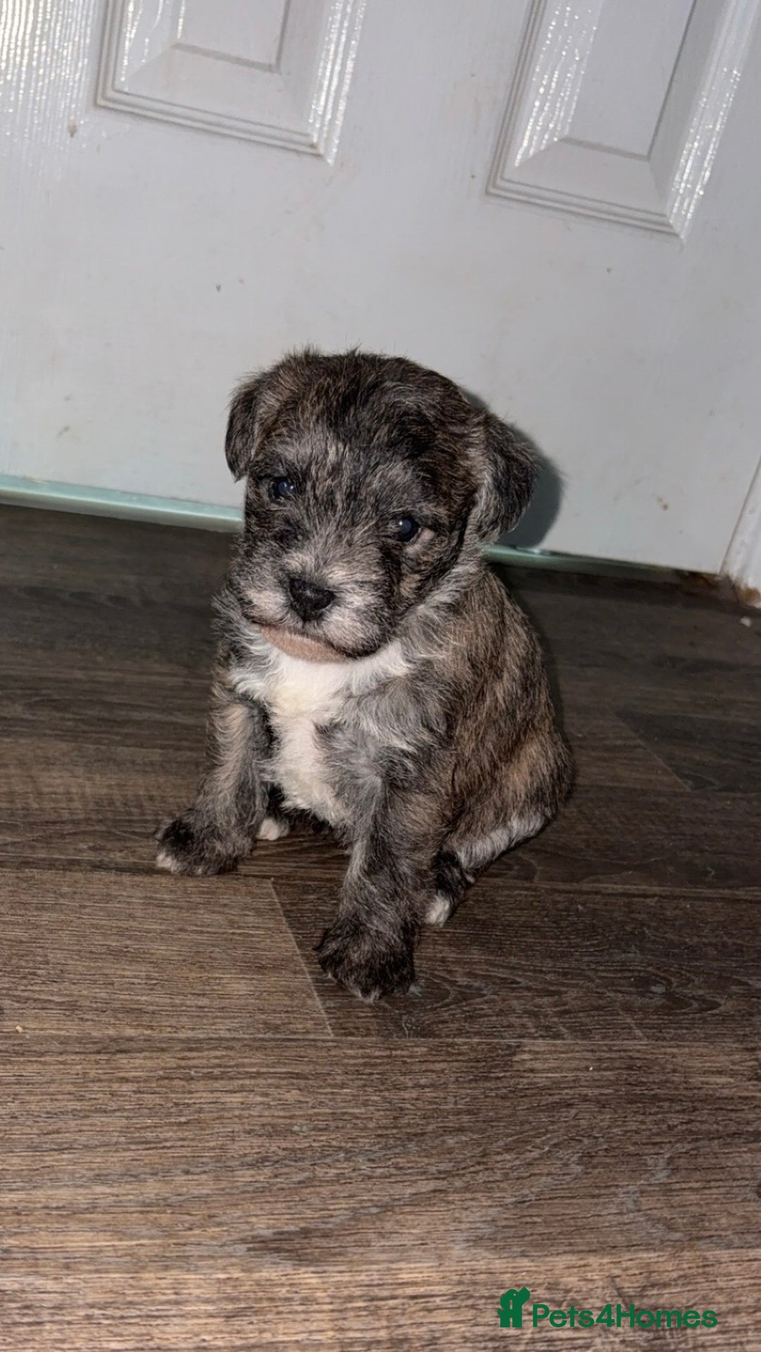 Mixed Breed dogs for sale:  Adorable Cairnoodle Cross Puppies, ready soon!  - Image 10