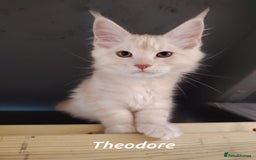 Maine Coon cats for sale: Home raised stunning Mainecoon boys. - Image 7