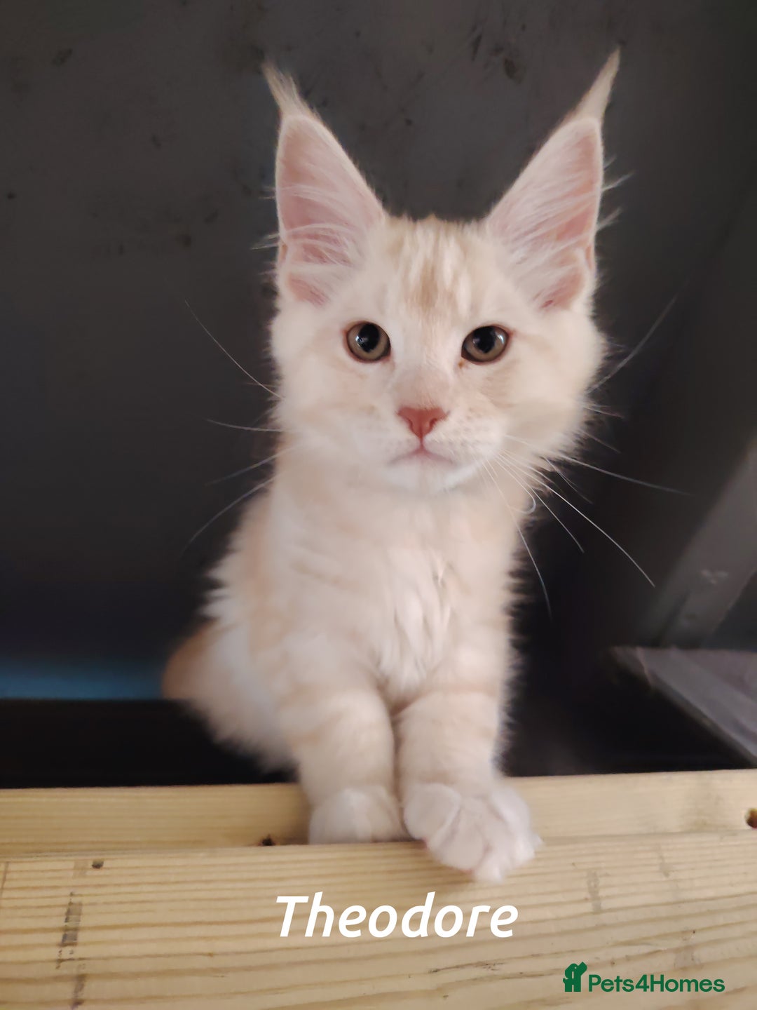 Maine Coon cats for sale: Home raised stunning Mainecoon boys. - Image 7