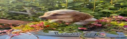 Cocker Spaniel dogs for sale: Only 2 left - Advert 3
