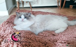 Ragdoll cats for sale: ❤️Ragdoll kittens with 5 gen pedigree❤️ - Image 11