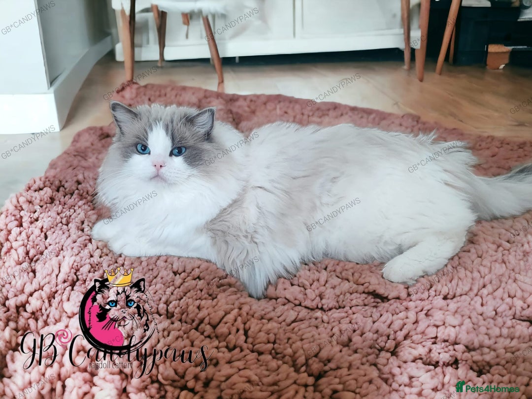 Ragdoll cats for sale: ❤️Ragdoll kittens with 5 gen pedigree❤️ - Image 11