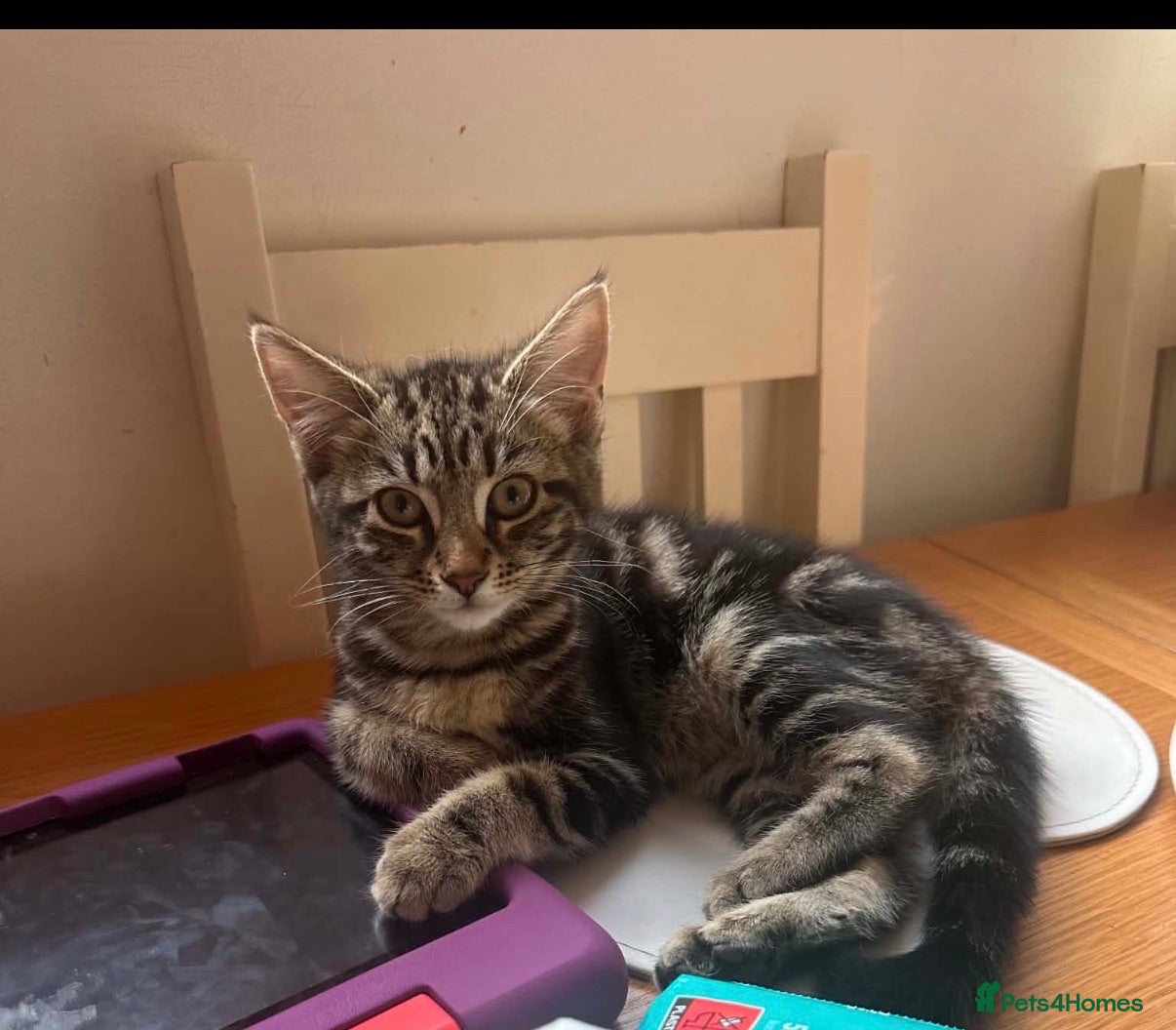 Domestic Shorthair cats Beautiful 4 month tabby🤎 - Advert 2